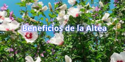 Altea (Althaea officinalis)